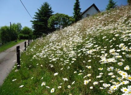 Sommer